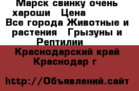 Марск свинку очень хароши › Цена ­ 2 000 - Все города Животные и растения » Грызуны и Рептилии   . Краснодарский край,Краснодар г.